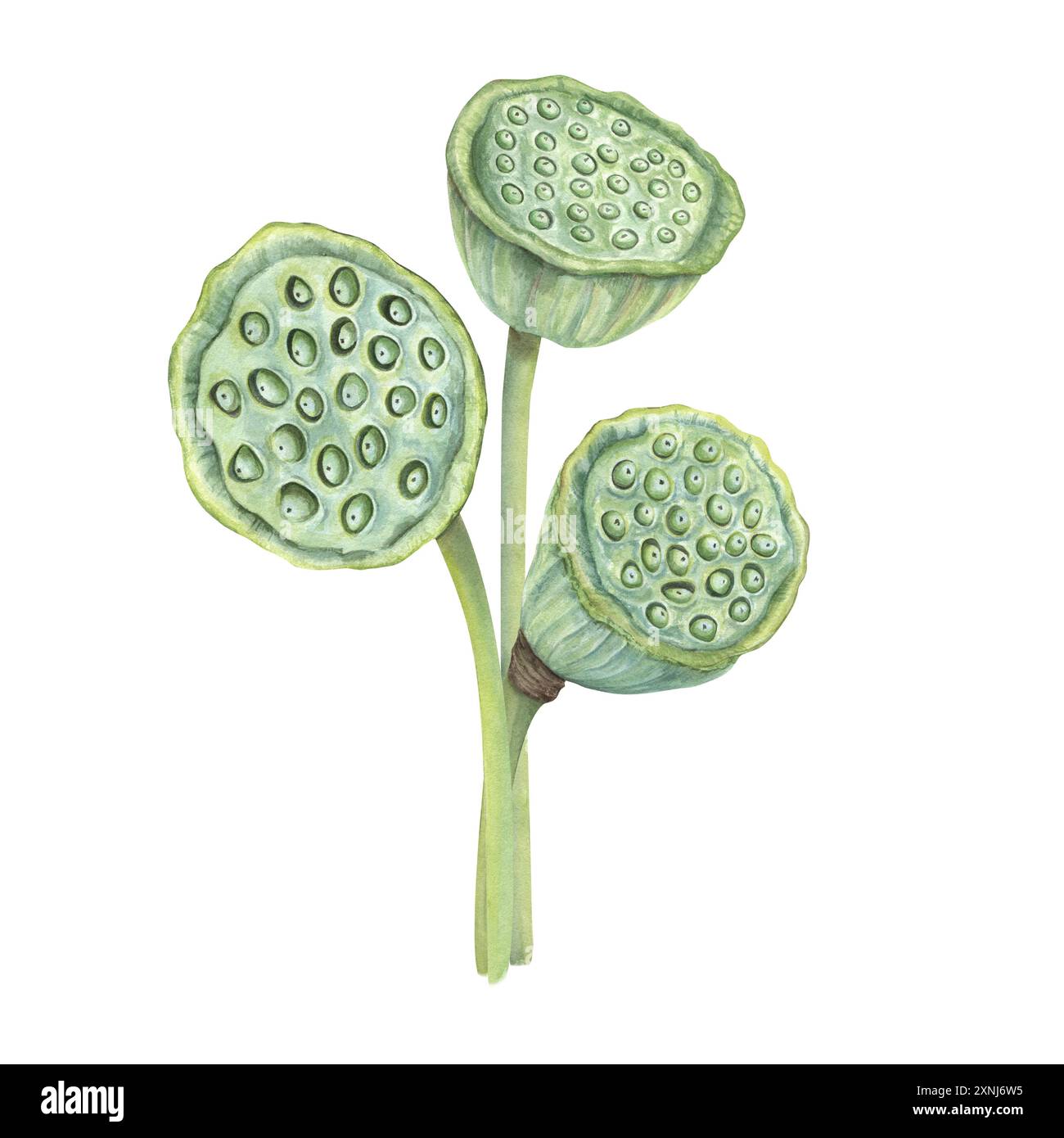 Lotus-Saatkopf. Strauß von heiligem Lotus oder Wasserlilienschoten. Tropische Wasserpflanzen. Getrocknete orientalische exotische Blüte. Botanische Illustration mit Aquarell. Stockfoto
