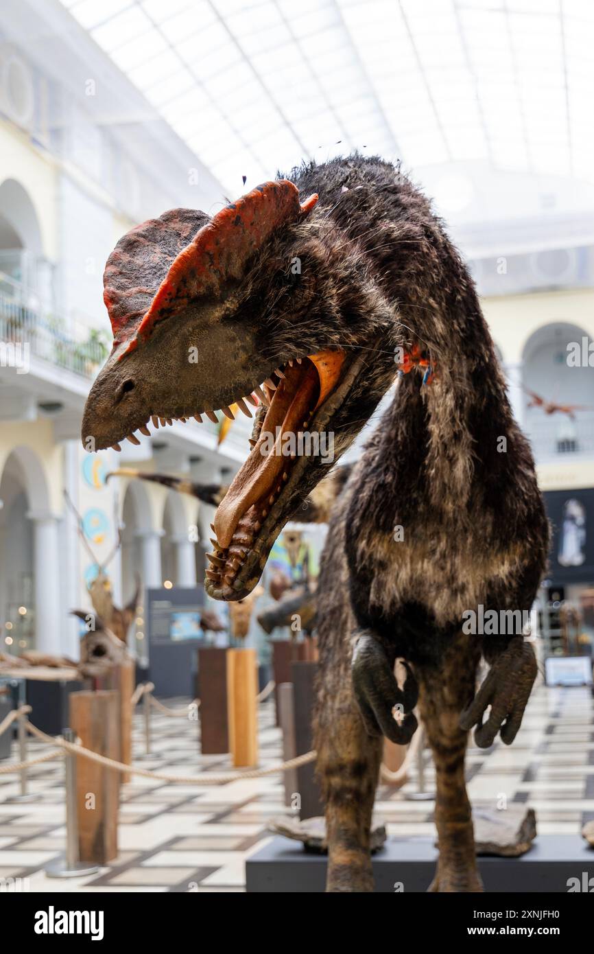 Rekonstruktion eines dilophosaurus wetherilli im Geologischen Museum Warschau, Polen Stockfoto