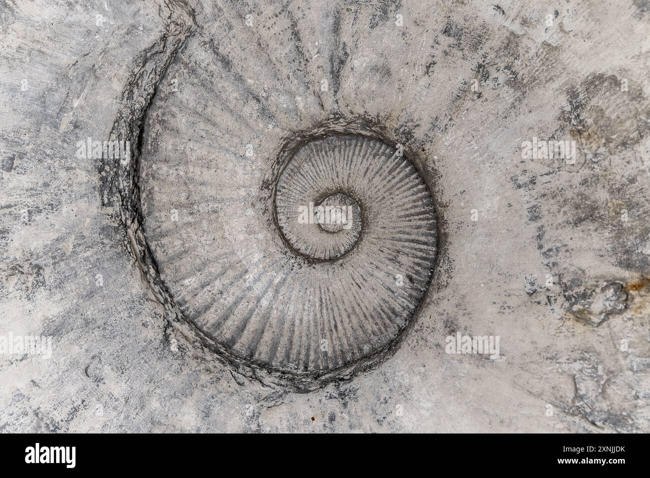 Ammoniit (Pachydesmoceras pachydiscoide), Geologisches Museum, Warschau, Polen Stockfoto