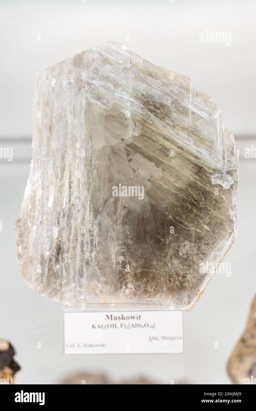 Muskovit-Mineral, geologisches Museum, Warschau, Polen Stockfoto