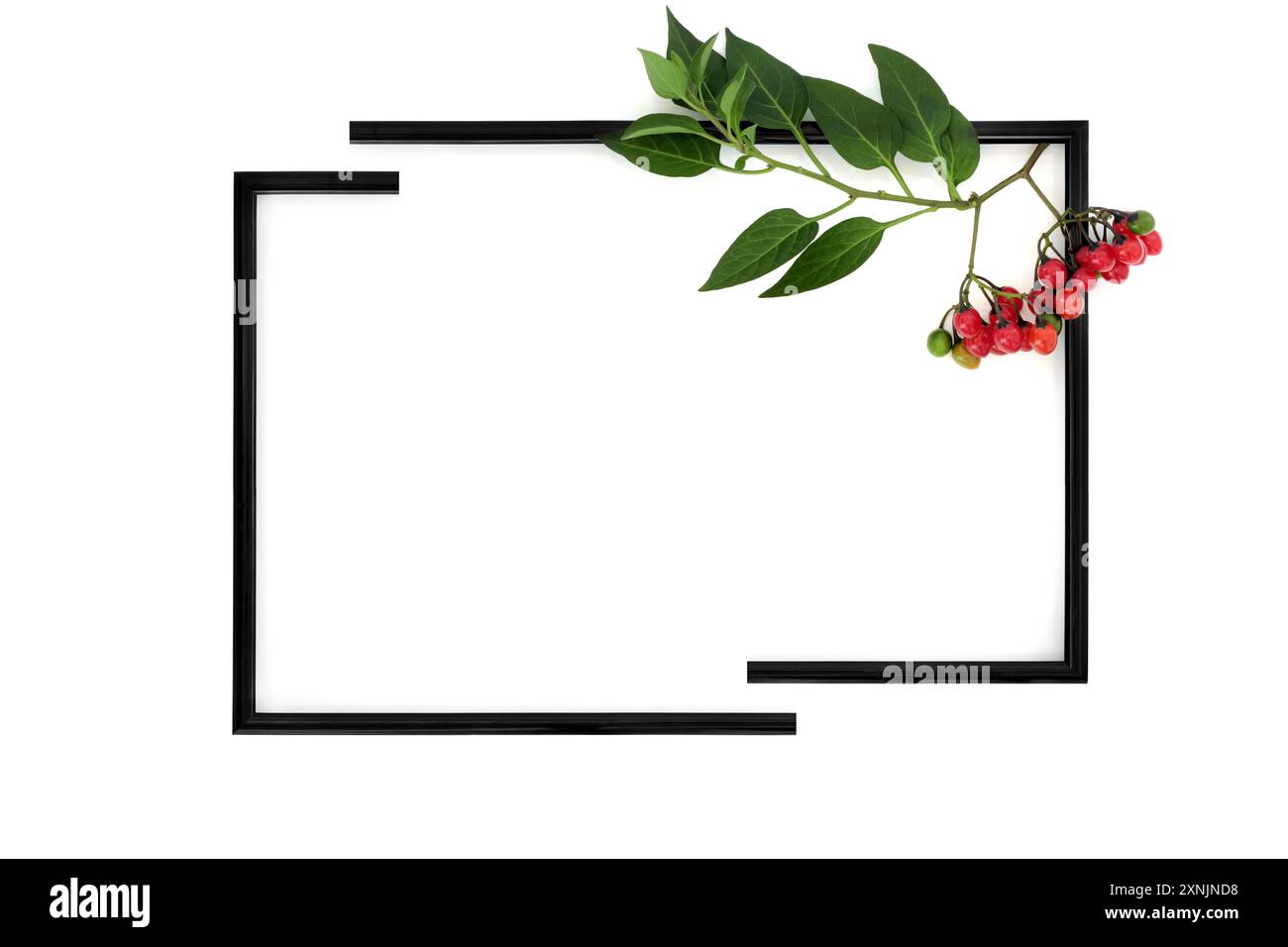 Deadlly Nachtschattenpflanze abstrakter Hintergrund geteilter Rahmen auf weiß. Toxische rote Beeren, die in der alternativen Kräutermedizin unter professioneller Betreuung eingesetzt werden. Stockfoto