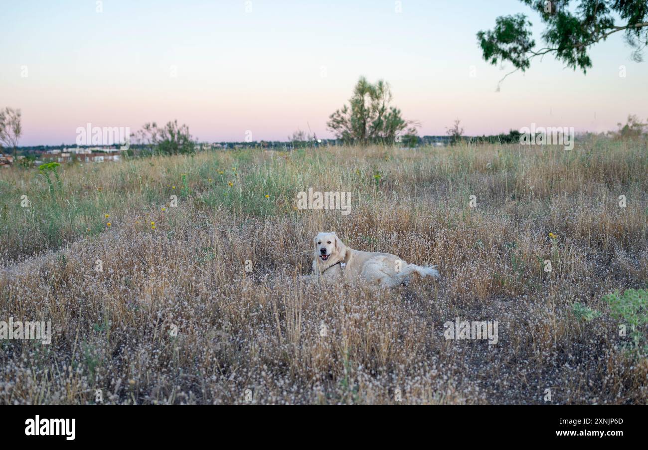 Urbanes Refugium: Ein Hund genießt die Ruhe der Natur, vor der Kulisse der Stadt. Stockfoto