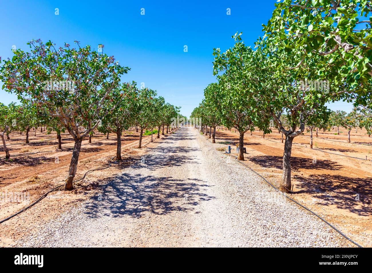 Pistazienbäume in der Pistazienplantage von McGinn's Pistazienland, Alamogordo, New Mexico, USA Stockfoto
