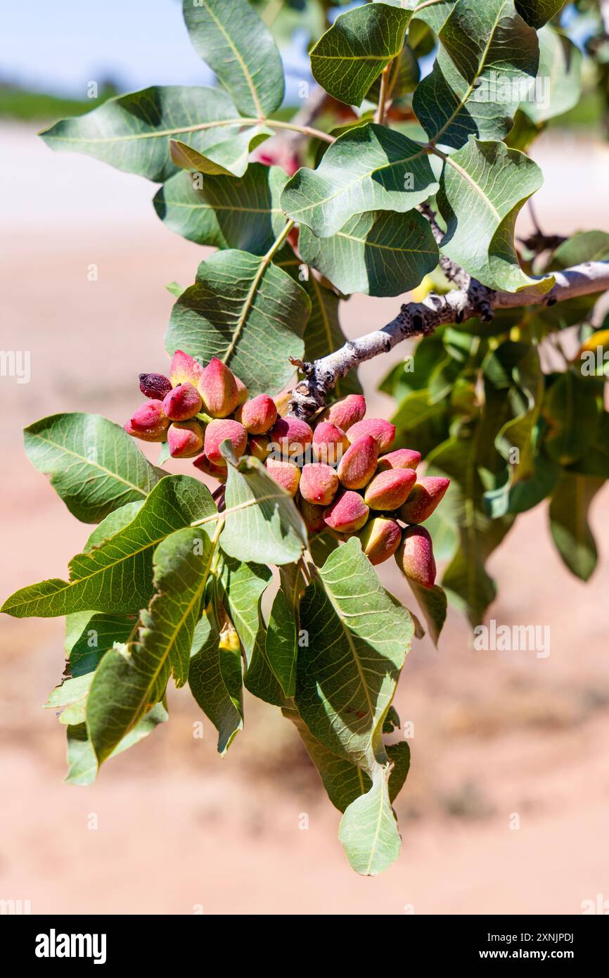 Nahaufnahme von Pistaziennüssen, die auf einem Baum wachsen, McGinn's Pistazienland, Alamogordo, New Mexico, USA Stockfoto