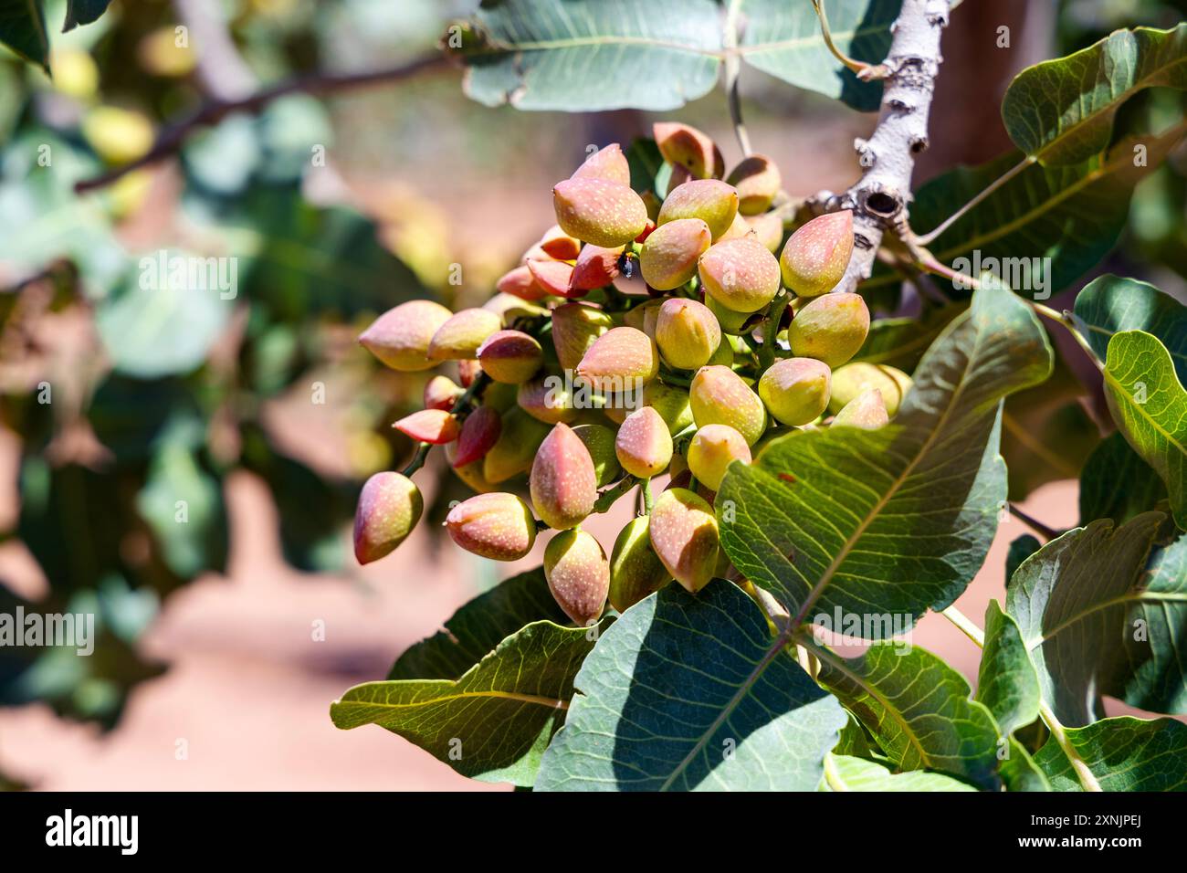 Nahaufnahme von Pistaziennüssen, die auf einem Baum wachsen, McGinn's Pistazienland, Alamogordo, New Mexico, USA Stockfoto