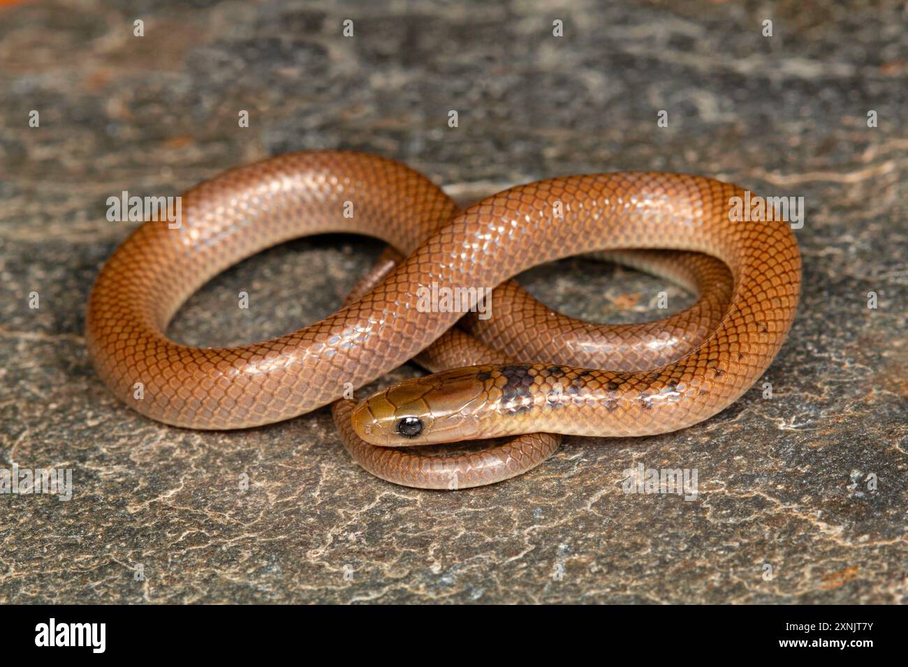 Liopeltis rappi ist eine Schlangenart aus der Familie der Colubridae. Die Art ist im Himalaya endemisch Stockfoto