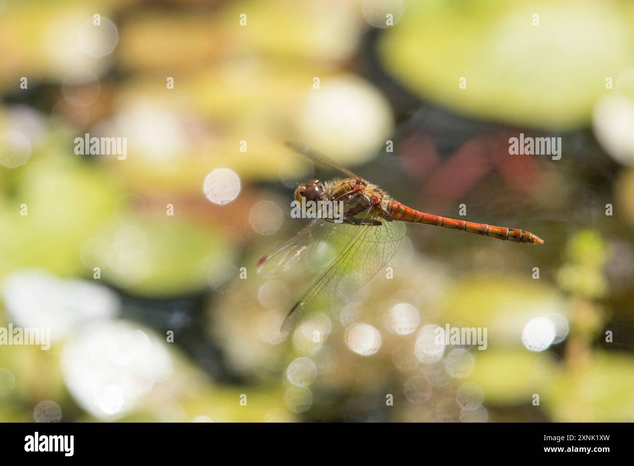 Dart Libelle, Sympetrum striolatum, fliegend über einen Garten Wildteich mit sprudelndem Wasser und Lilienblättern, Großbritannien, Juli Stockfoto