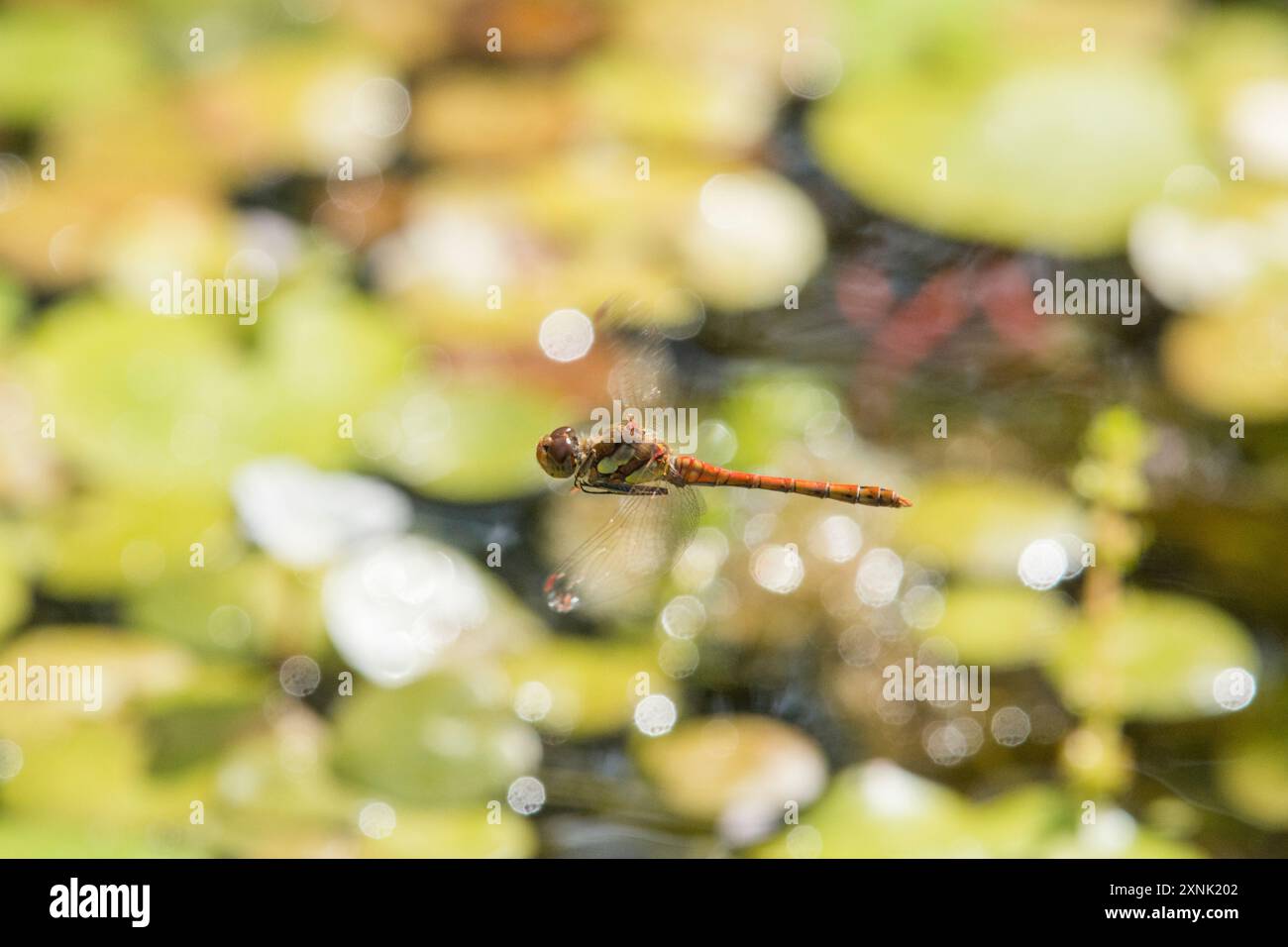 Dart Libelle, Sympetrum striolatum, fliegend über einen Garten Wildteich mit sprudelndem Wasser und Lilienblättern, Großbritannien, Juli Stockfoto