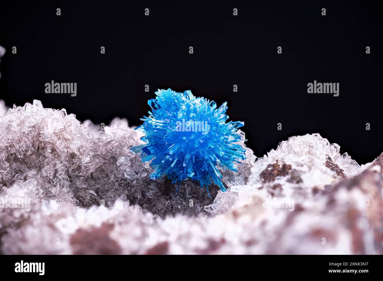 Blauer Cavansit gemischt mit einigen Pentagonitkristallen auf weißem Stilbite-Ca. Exemplar aus Wagholi Steinbruch, Pune, Maharashtra, Indien. Fotografie schwarz b Stockfoto