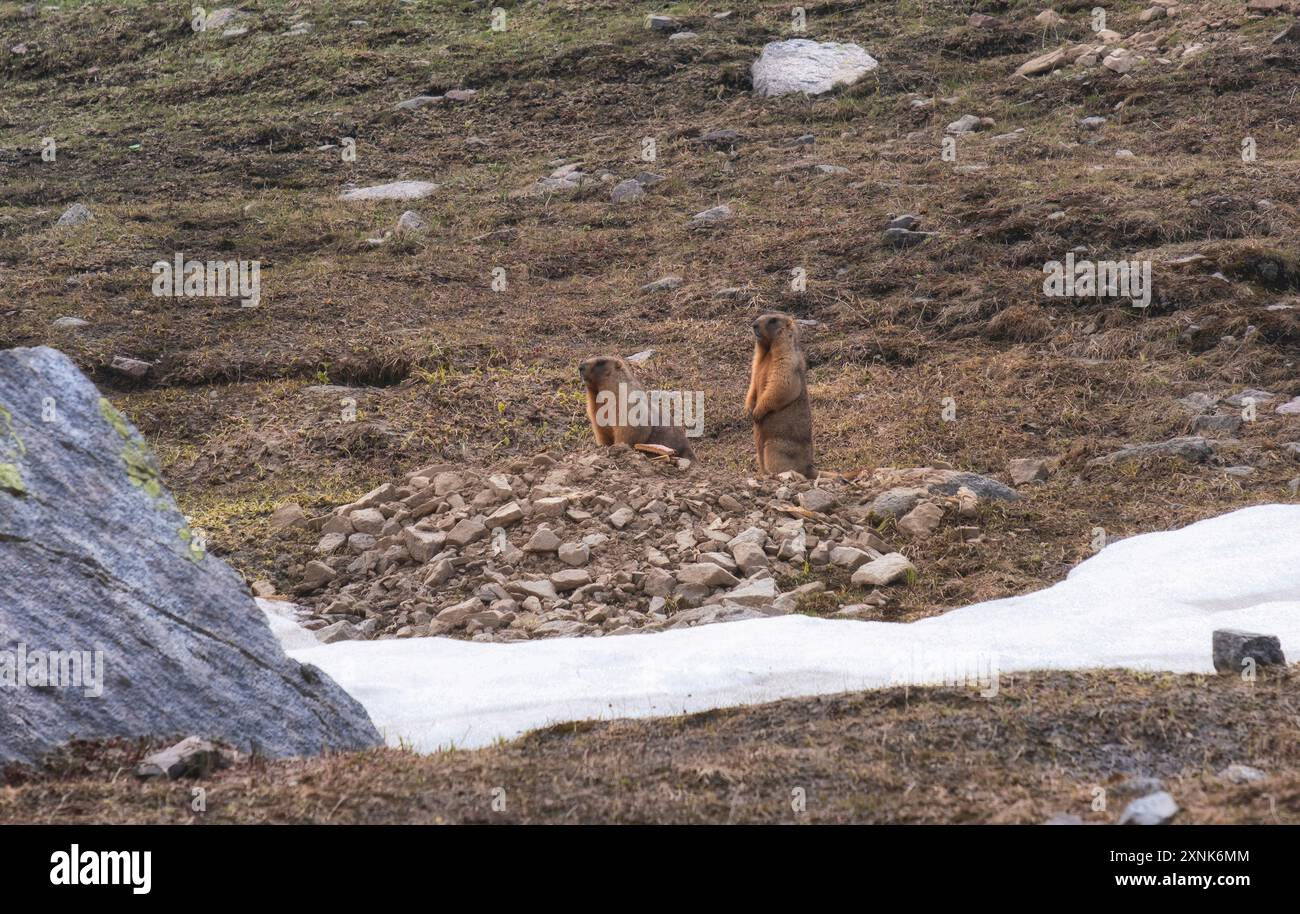 Porträt eines Paares flauschiger Murmeltiere vor der Kulisse ihres Lebensraums, inmitten der Felsen hoch in den Bergen Kasachstans. Das ist ein Grau oder Al Stockfoto