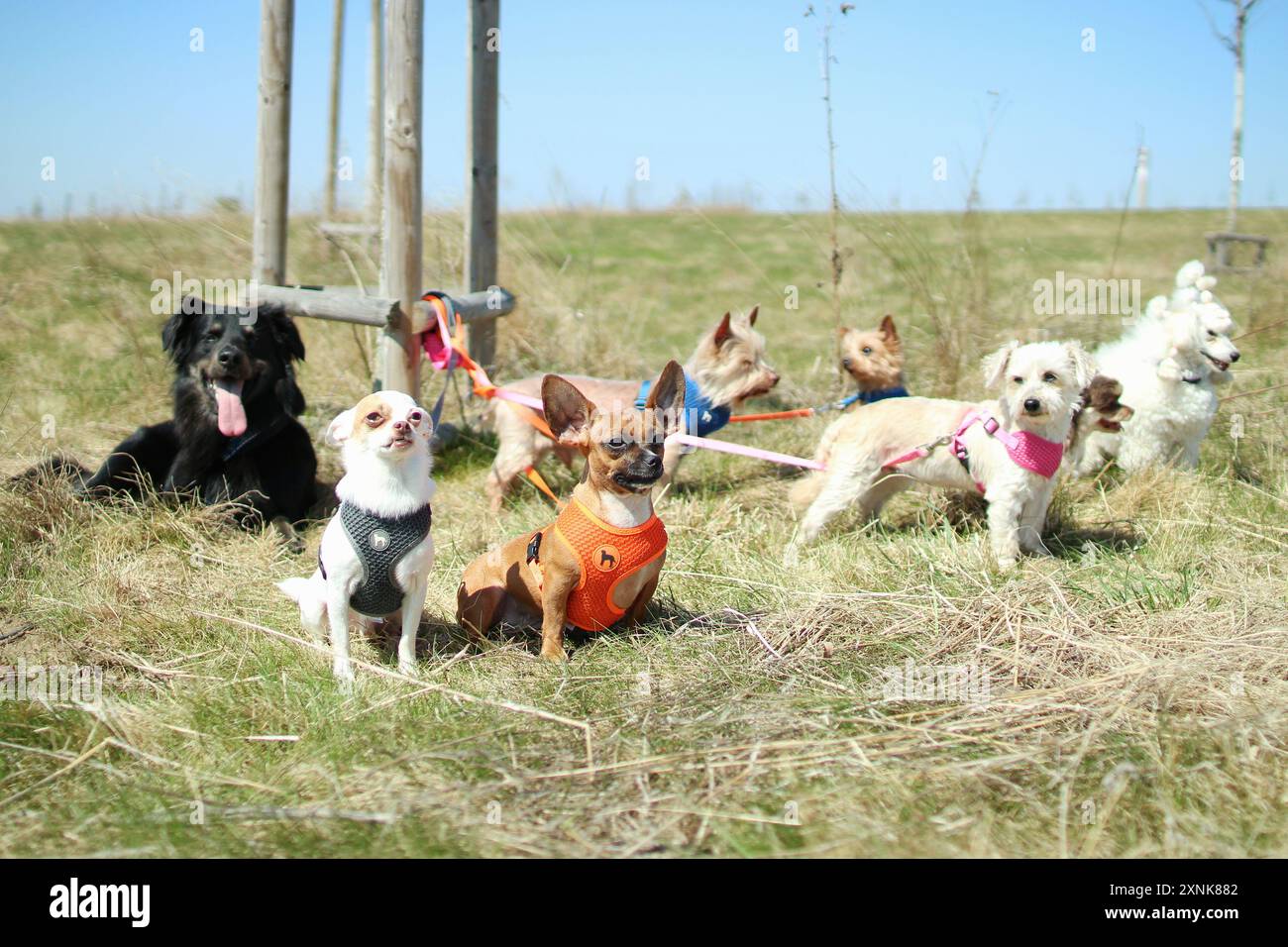 Eine Schachtel mit acht freundlichen Hunden sind zusammen auf dem Feld. Stockfoto