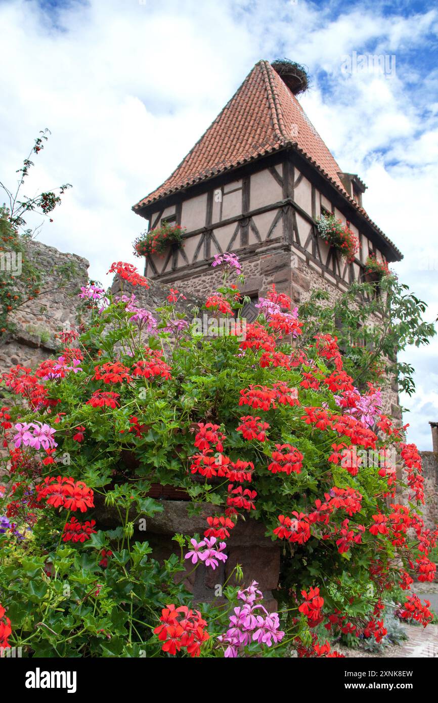 Châtenois. Geranien-Klumpen vor der Tour des Sorcières, am Eingang zur Stadt und einem Storchennest. Bas-Rhin. Elsass Stockfoto