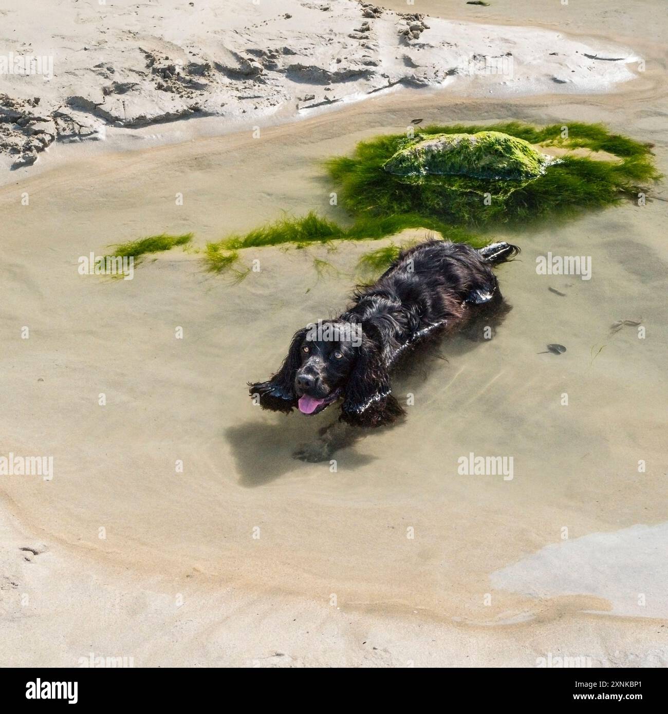 Dylan. Ein funktionierender Cocker-Hund, der sich in einem Meerwasserpool an einem Strand in Newquay in Cornwall in Großbritannien abkühlt. Stockfoto