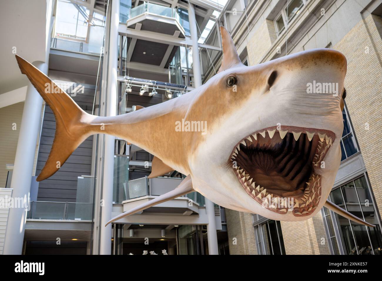 Megalodon Reconstruction Smithsonian National Museum of Natural History Washington DC // WASHINGTON DC – Eine lebensgroße Rekonstruktion von Megalodon, der größten Haiart, die jemals lebt, im Smithsonian National Museum of Natural History. Diese beeindruckende Ausstellung vermittelt Besuchern einen Eindruck von der enormen Größe dieses ausgestorbenen Meerestiers, das vor etwa 23 bis 3,6 Millionen Jahren lebte. Stockfoto