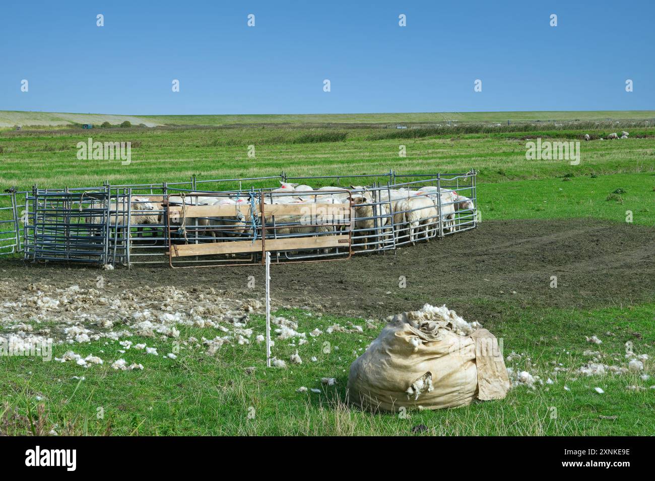 Schafschere auf der Halbinsel Eiderstedt, Nordsee, Nordfriesland, Deutschland Stockfoto