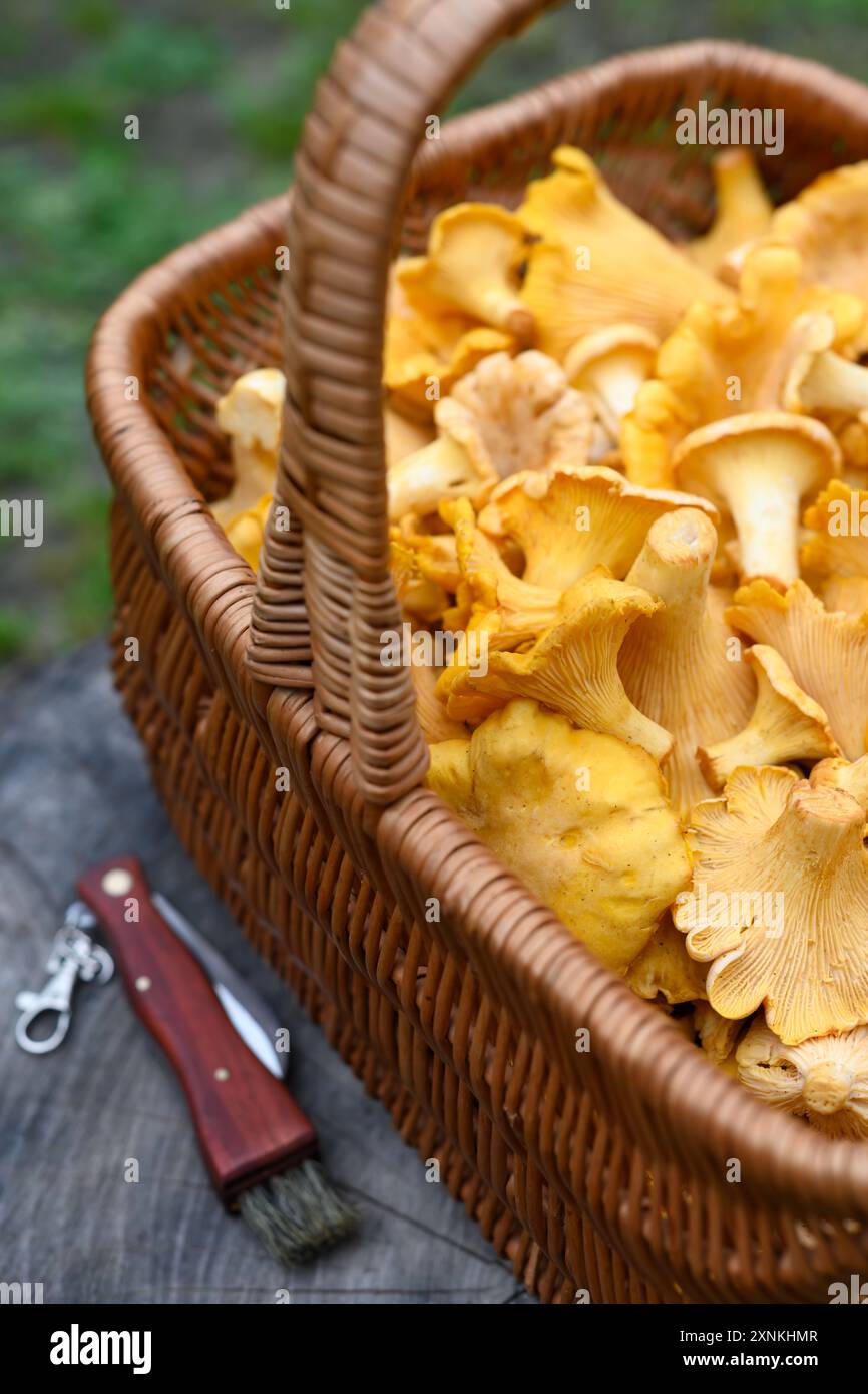 Korb gefüllt mit Pfifferlingen auf einem Holzstumpf mit einem Pilzmesser. Pilzsammeln im Wald Stockfoto