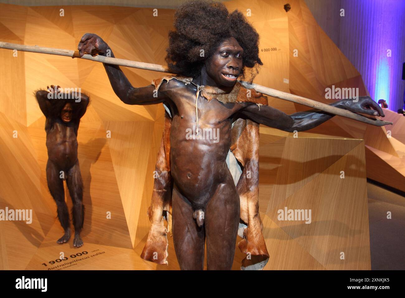 Die neue Dauerausstellung im Neandertalmuseum. 10.10.2016, EU, DEU, Deutschland, Nordrhein-Wetfalen, Mettmann: Ausstellungseroeffnung der neugestallteten Dauerausstellung zum 20. Jubilaeum des Neanderthalmuseums. Die neusten wissenschaftlichen Ergebnisse sind in die Ausstellungsgestalltung eingeflossen. Turcana Boy, ein Homo erectus/ergasta ca. 160,000 Jahre alt, nach einem Fund in Nariokotome in Kenia. EU, DEU, Deutschland, Nordrhein-Wetfalen, Mettmann: Eröffnung der neu gestalteten Dauerausstellung anlässlich des 20-jährigen Bestehens des Neandertaler Museums. Die neuesten wissenschaftlichen Erkenntnisse sind Stockfoto