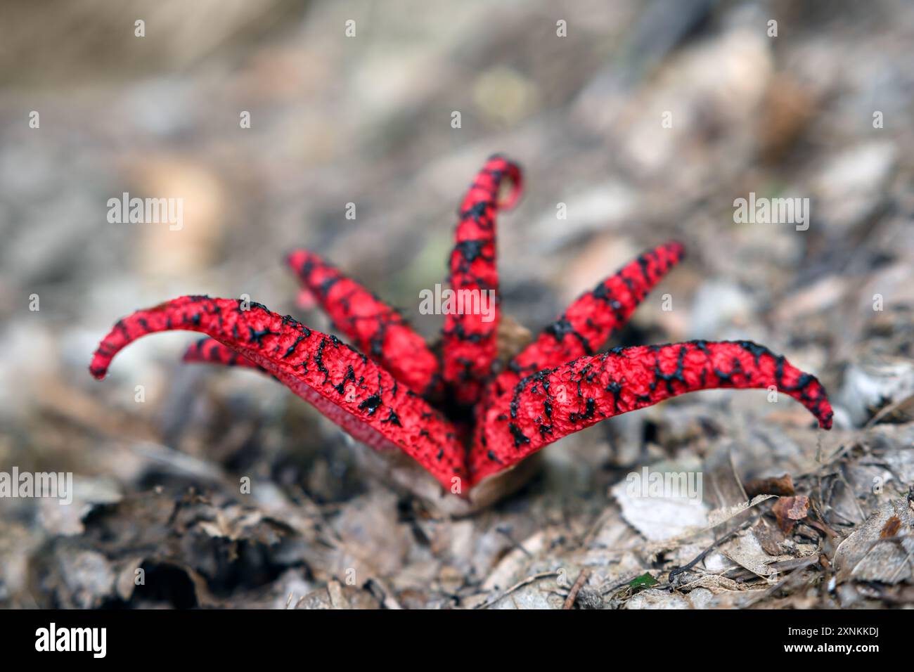 Clathrus Archeri Pilze oder Tintenfisch Stinkhorn Pilze oder Teufelsfinger Pilze im Sommerwald aus nächster Nähe Stockfoto