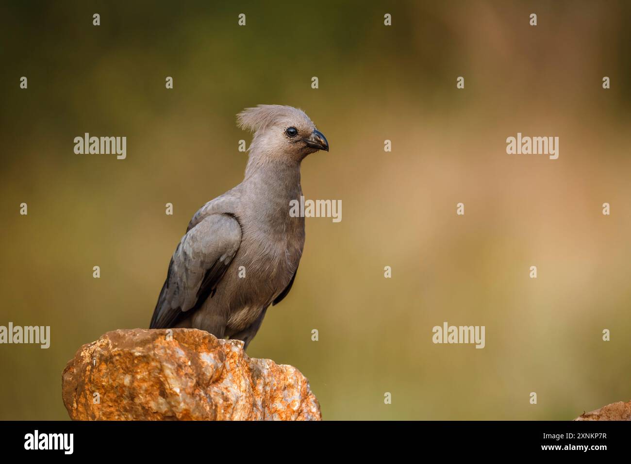 Grauer Vogel, der auf einem Felsen steht, der in natürlichem Hintergrund im Kruger-Nationalpark, Südafrika, isoliert ist; Specie Corythaixoides koncolor-Familie von Mus Stockfoto