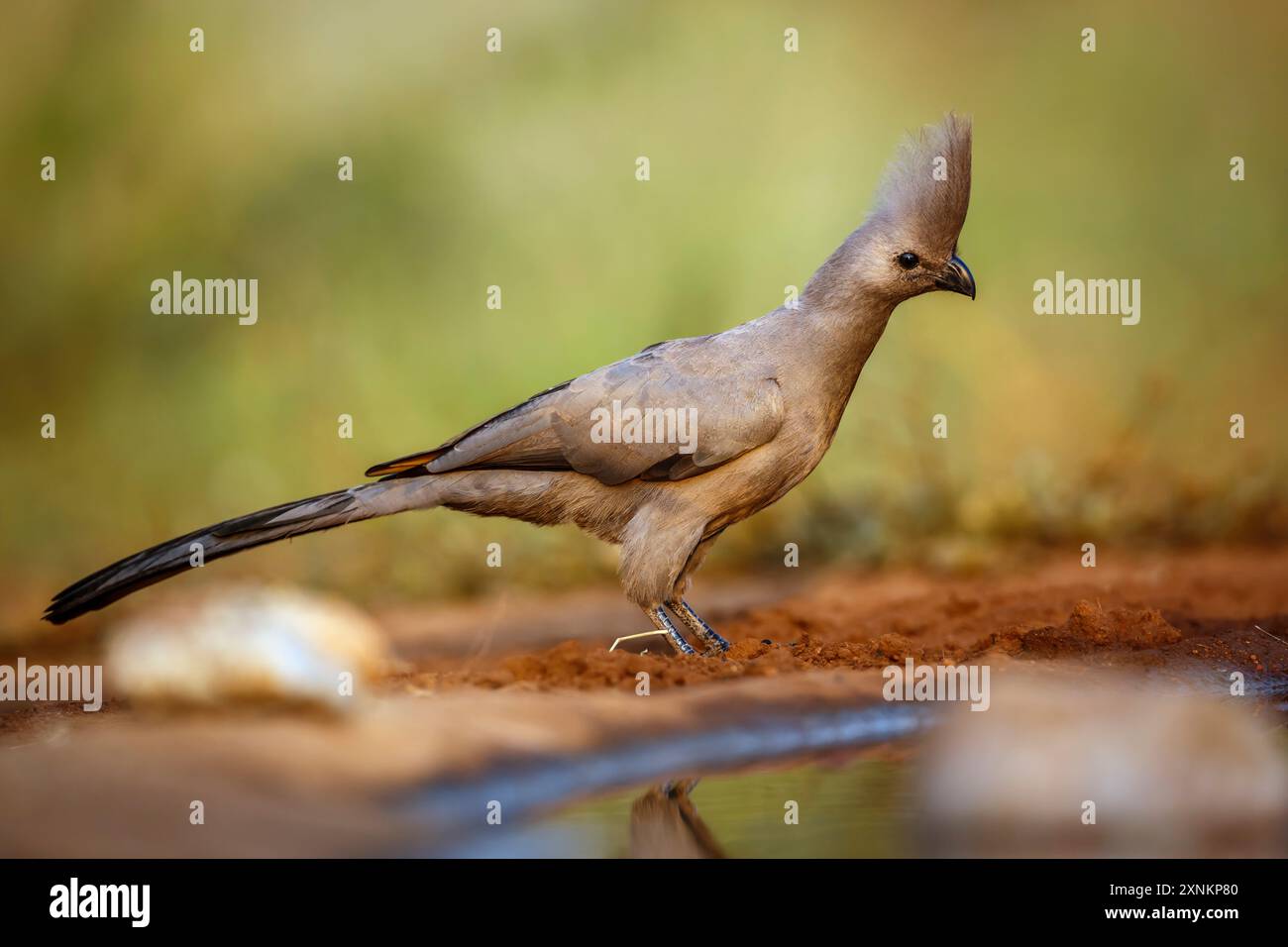 Grey Go Away Vogel entlang Wasserloch im Kruger National Park, Südafrika; Specie Corythaixoides ist eine Familie der Musophagidae Stockfoto