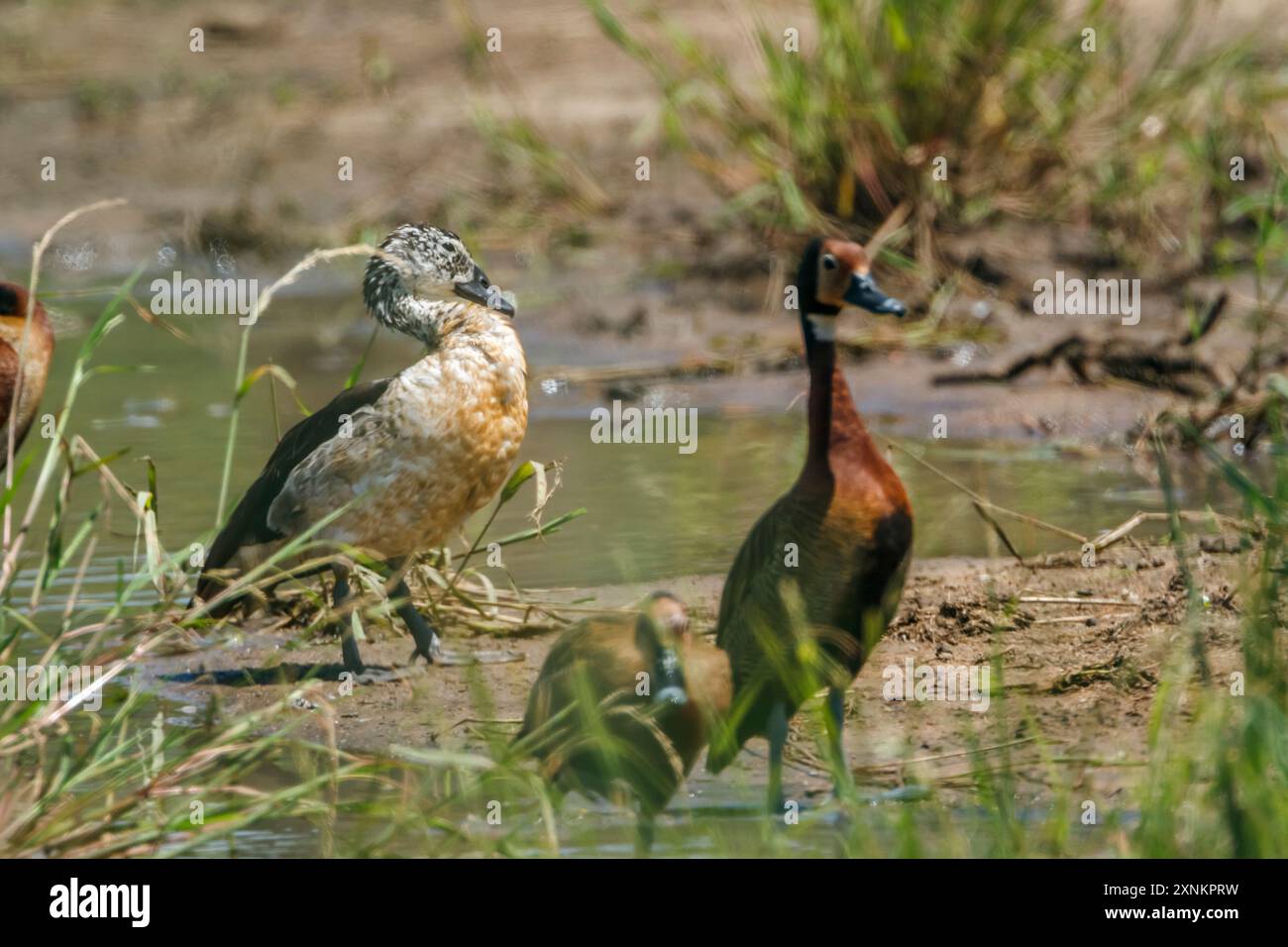 White-back Duck und White Faced Whistling-Duck im Kruger-Nationalpark, Südafrika; Specie Thalassornis leuconotus Familie der Anatidae Stockfoto