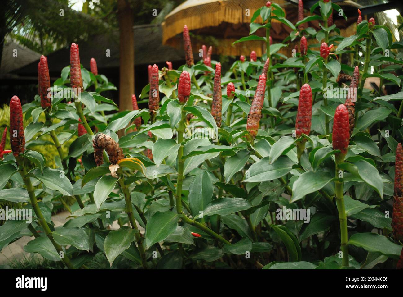 Coctus Woodsonii Blume, auch bekannt als Indian Head Ginger oder Scarlet Spiral Flag, in einem tropischen Garten Stockfoto