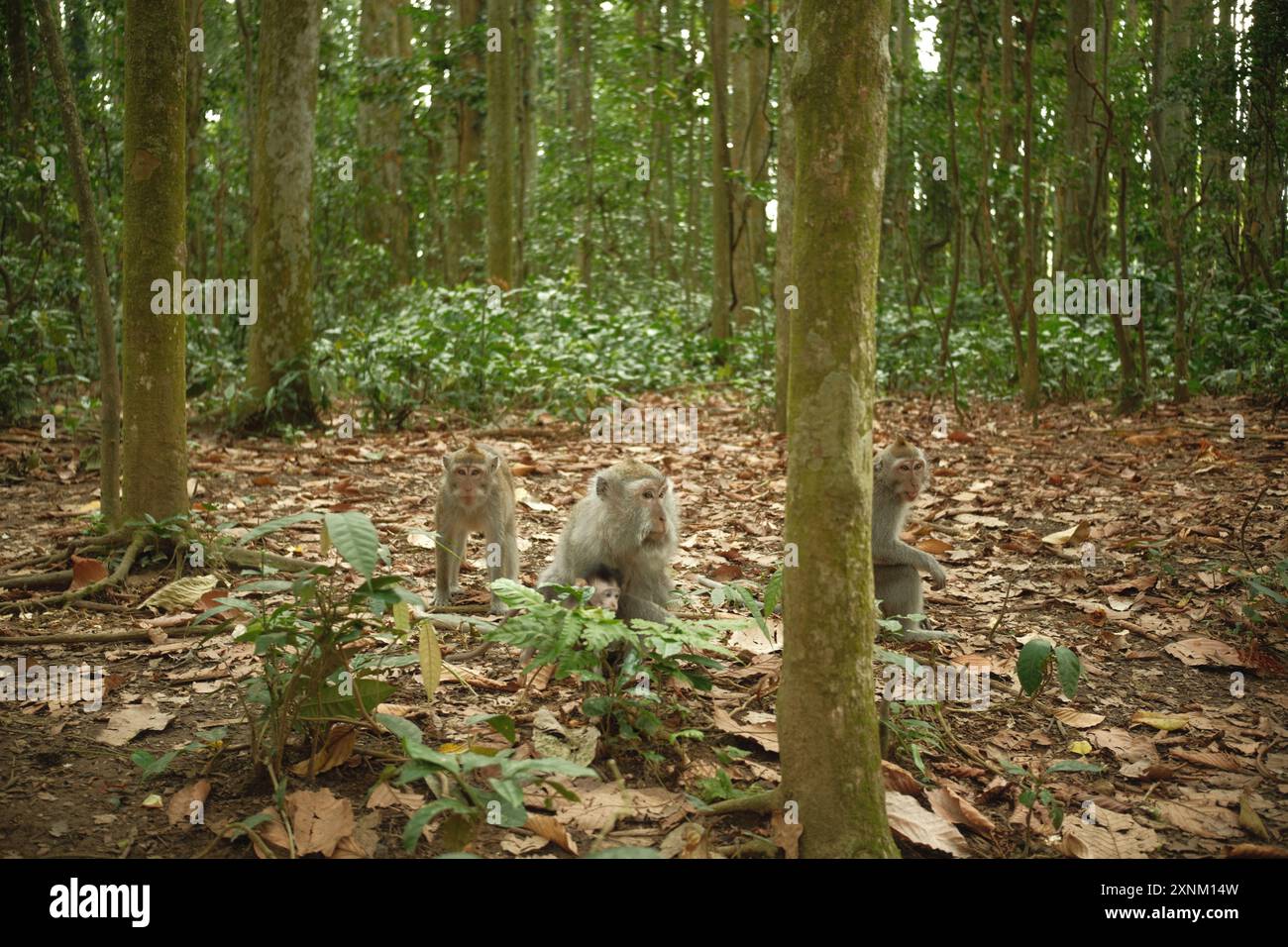 Eine Gruppe von Makaken der Art Macaca fascicularis befindet sich auf den gefallenen trockenen Blättern im tropischen Wald Stockfoto