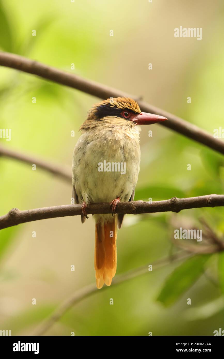 Der Sulawesi-Flieder-eisvogel (Cittura cyanotis) ist eine Art von eisvogel der Gattung Cittura, die auf der indonesischen Insel Sulawesi vorkommt Stockfoto