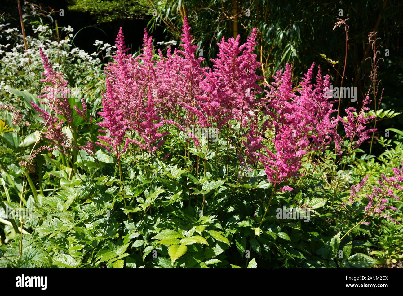 Der wunderschöne rosafarbene japanische Astible, Astilbe japonica, auch falscher Bockbart genannt. Stockfoto