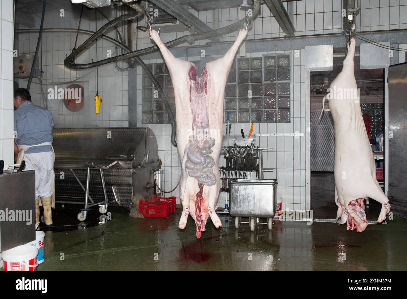 Eine industrielle Fleischverarbeitungsanlage, in der ein Metzger Schweineschlachtkörper zubereitet. Das Bild zeigt hängende Schweine und spezielle Ausrüstung, die beim Schlachten verwendet werden. Stockfoto