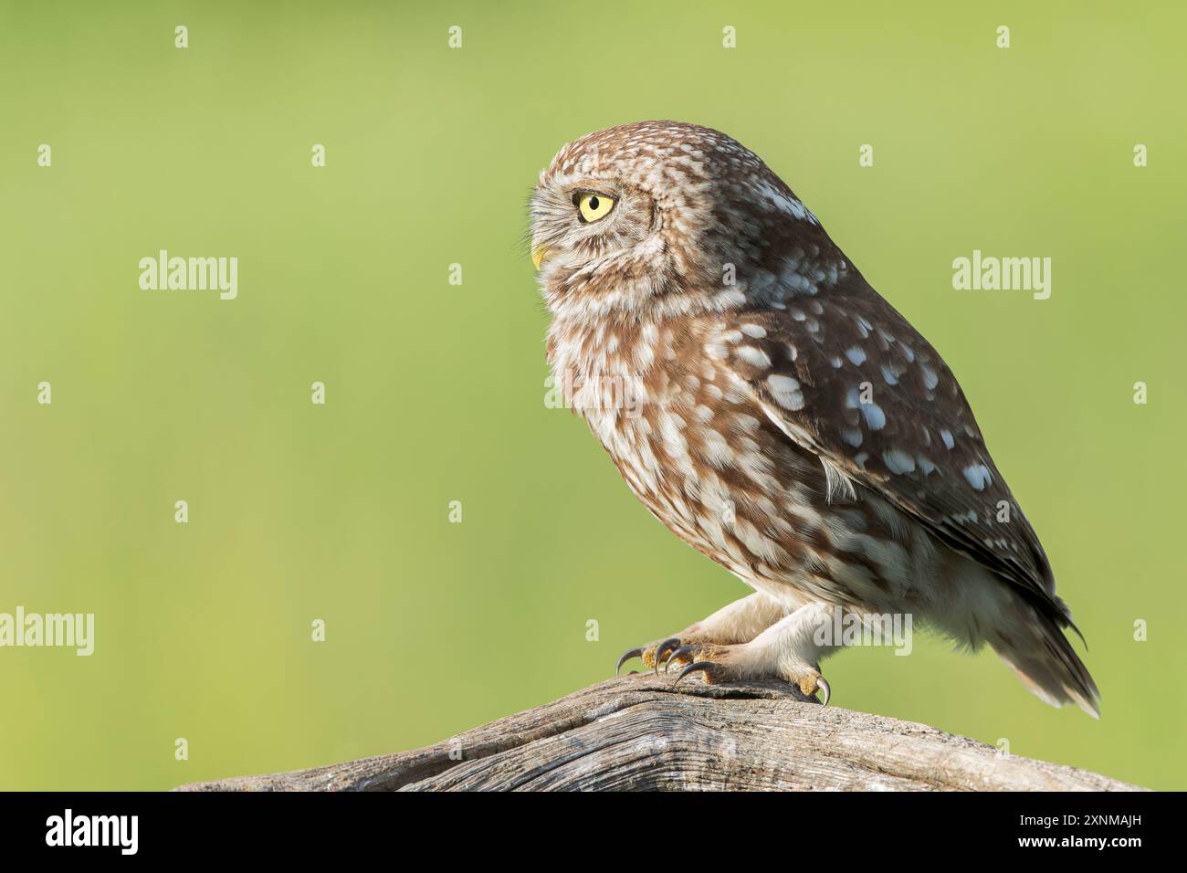 Eulen, Athene noctua, alleinerziehender Erwachsener auf dem Posten, Hortobagy, Ungarn, 1. Mai 2024 Stockfoto