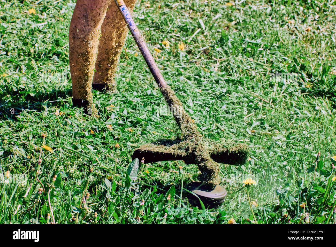 Der Spulenkopf für Unkrautfresser dreht sich auf dem Löwenzahnfeld, unter Anleitung eines Experten für die Rasenpflege. Stockfoto