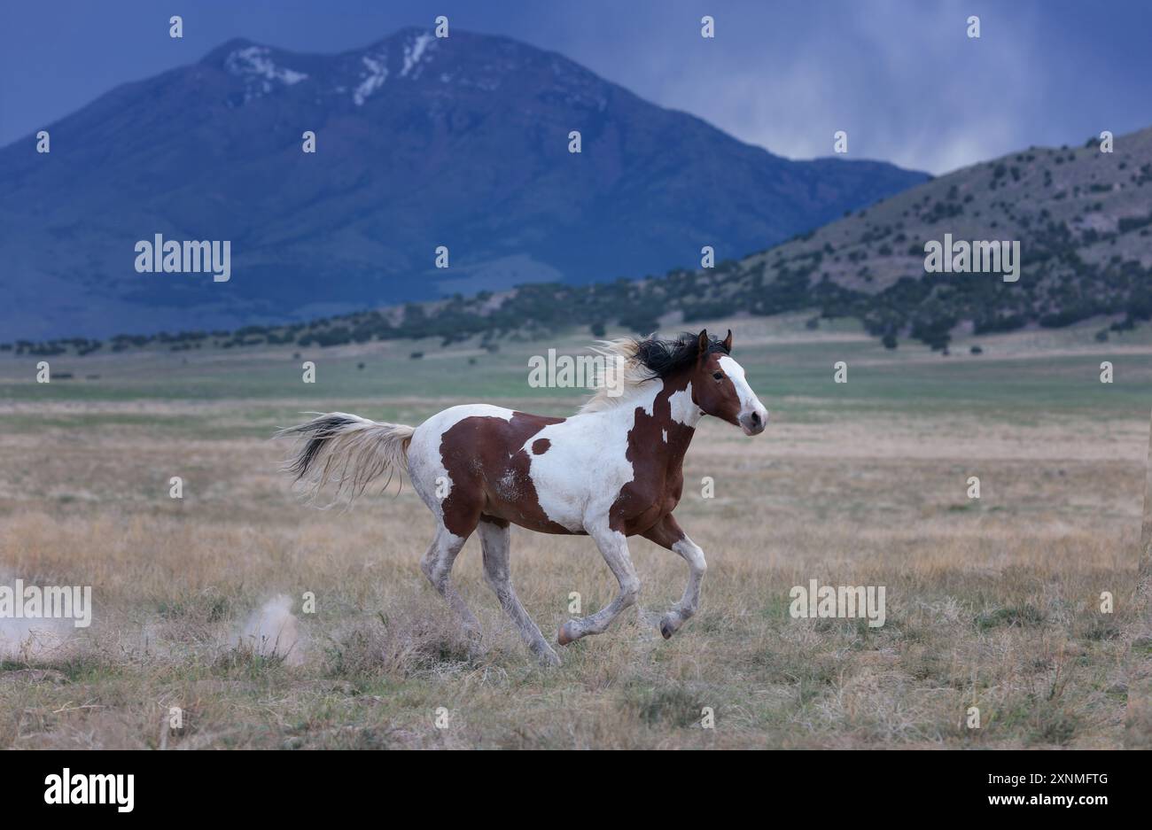 Die Wildpferdeherde des Onaqui Mountain hat eine leichte bis mittelschwere Struktur und ist in Farben wie Sauerampfer, roan, Buchleder, Schwarz, Palomino, und grau. Stockfoto