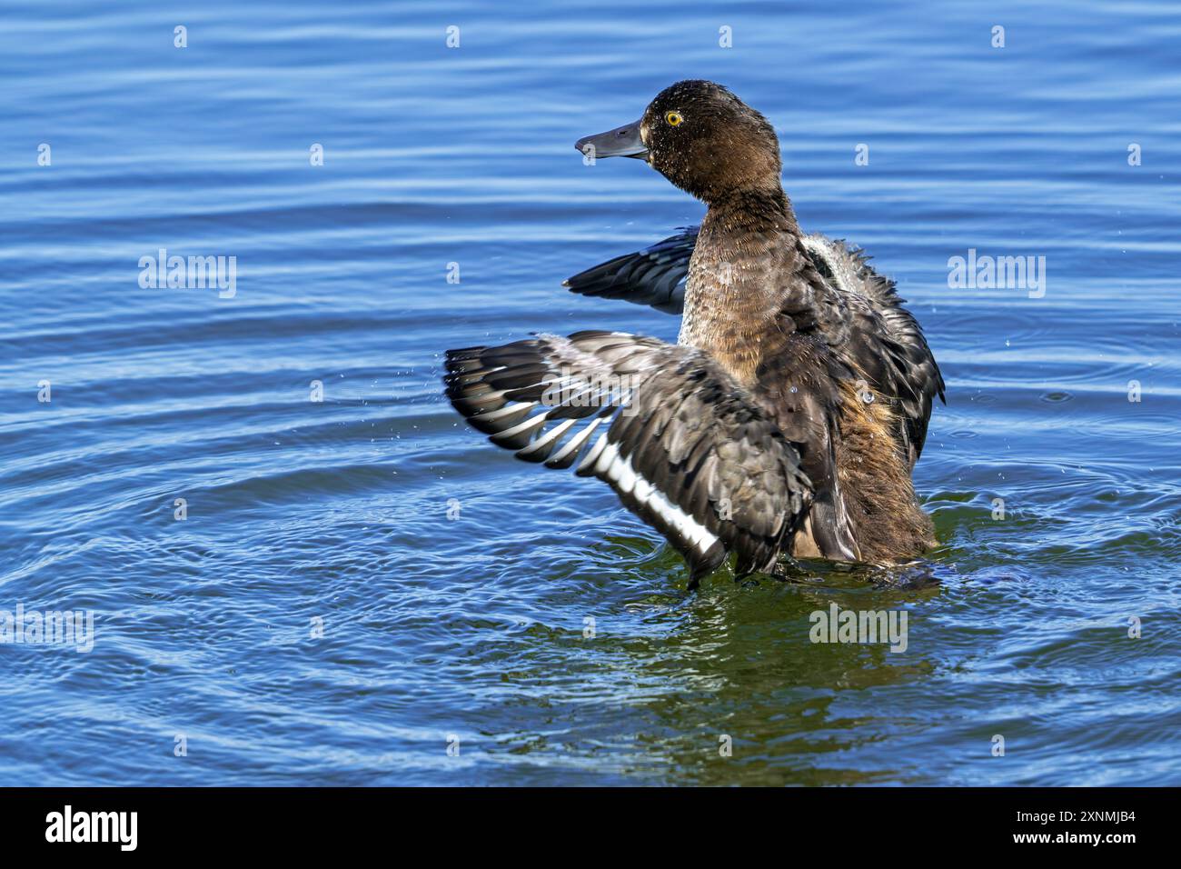 Getuftete Ente / getuftete Pochard (Aythya fuligula / Anas fuligula) erwachsene weibliche Badespaß und flatternde Flügel im See im Sommer Stockfoto