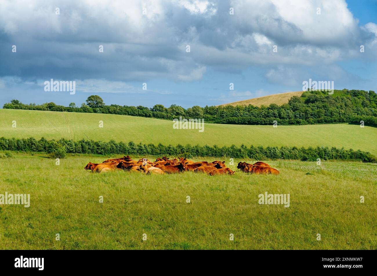 Eine Gruppe von Rinderlounges in einem lebhaften grünen Feld, umgeben von sanften Hügeln und einem wunderschönen Himmel voller flauschiger Wolken. Stockfoto