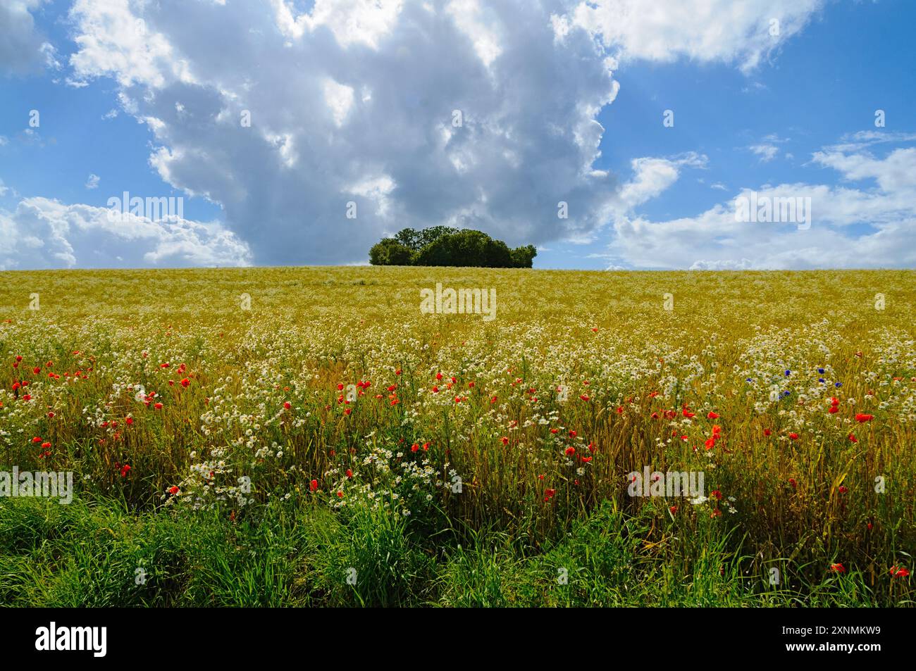 Eine üppige Wiese blüht mit Wildblumen, die sich vor einem Hintergrund aus tiefblauem Himmel und wehenden Wolken abhebt. Stockfoto
