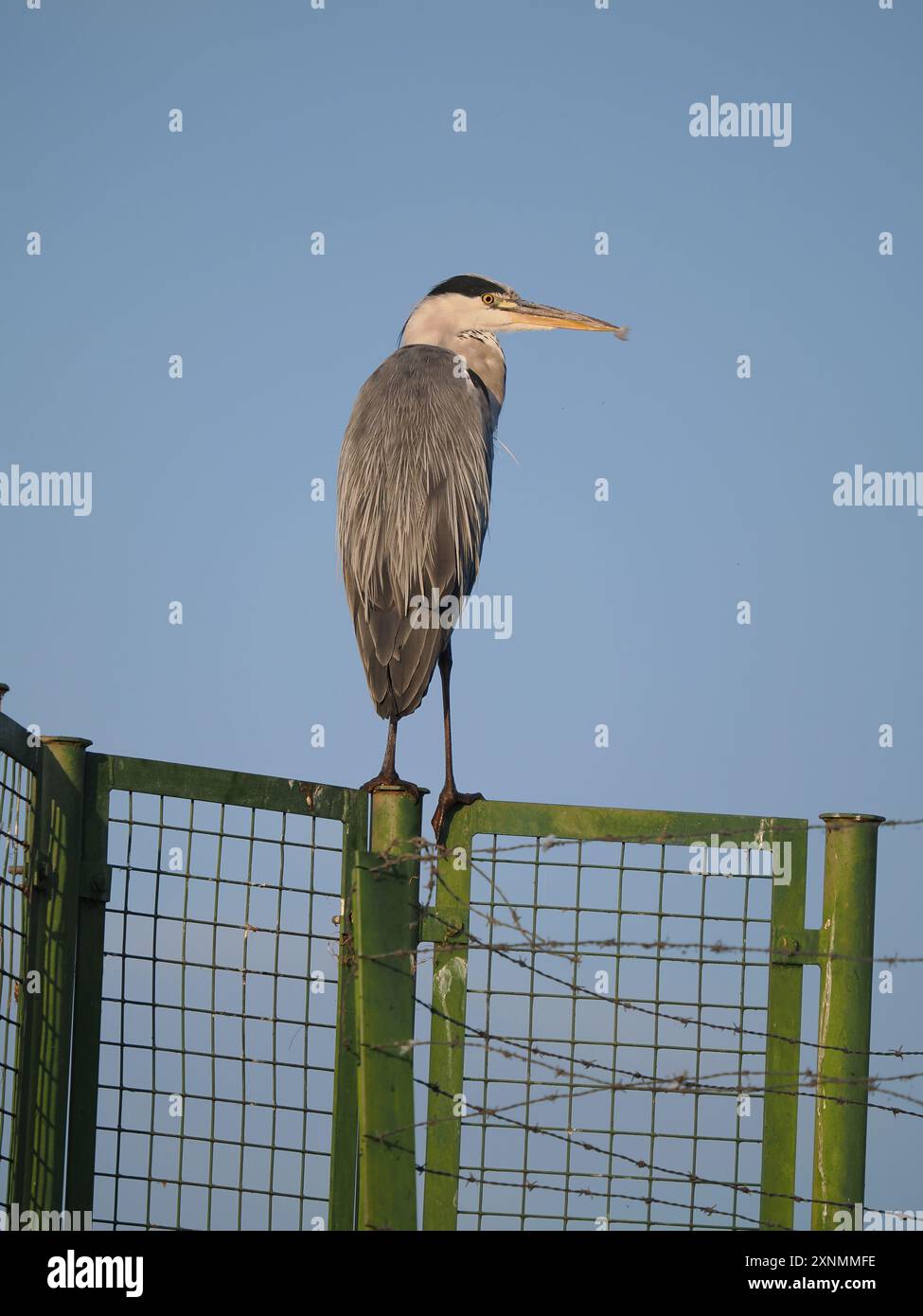 Dieser Reiher genießt die meisten Morgen einen Zauber auf der Struktur am Reservoir. Stockfoto