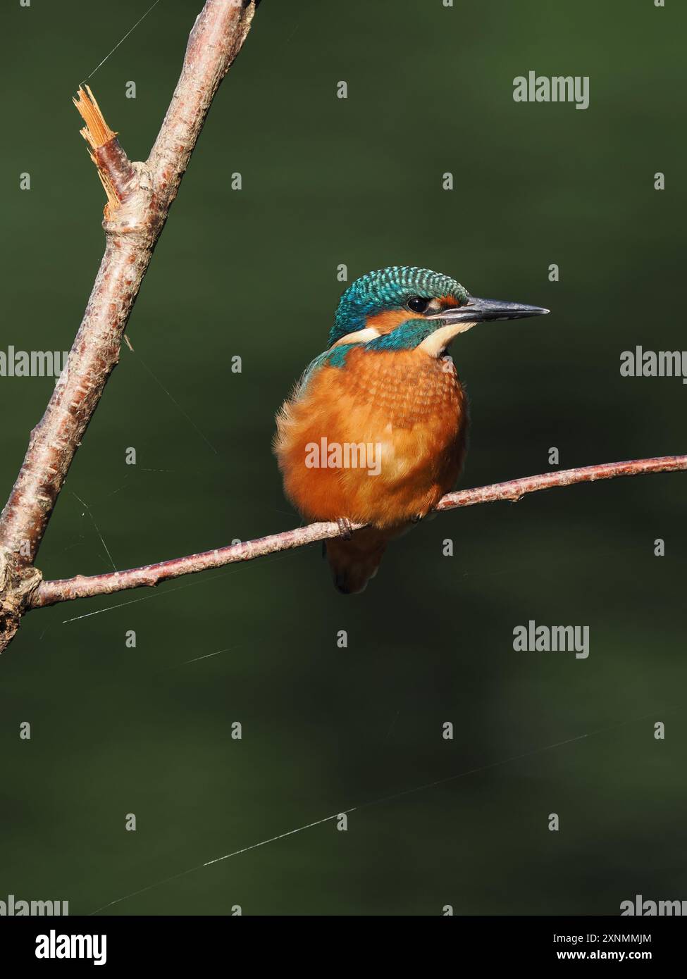 Juvenile eisvogel haben dunkle Füße, die sie von Erwachsenen mit roten Beinen und Füßen unterscheiden. Stockfoto