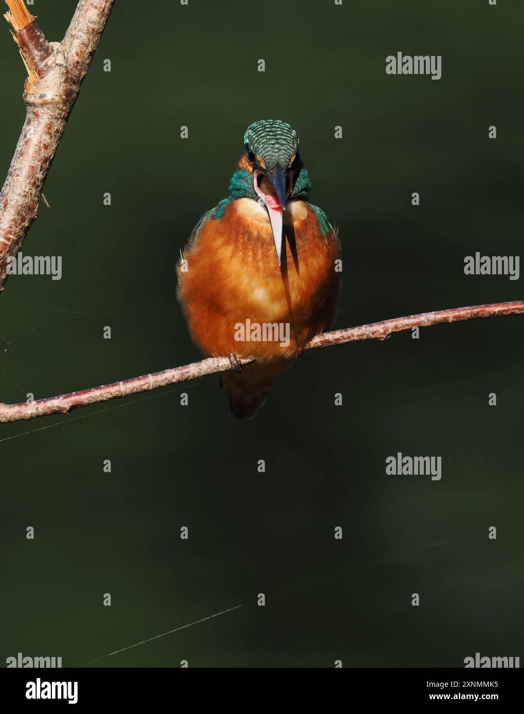 Juvenile eisvogel haben dunkle Füße, die sie von Erwachsenen mit roten Beinen und Füßen unterscheiden. Stockfoto