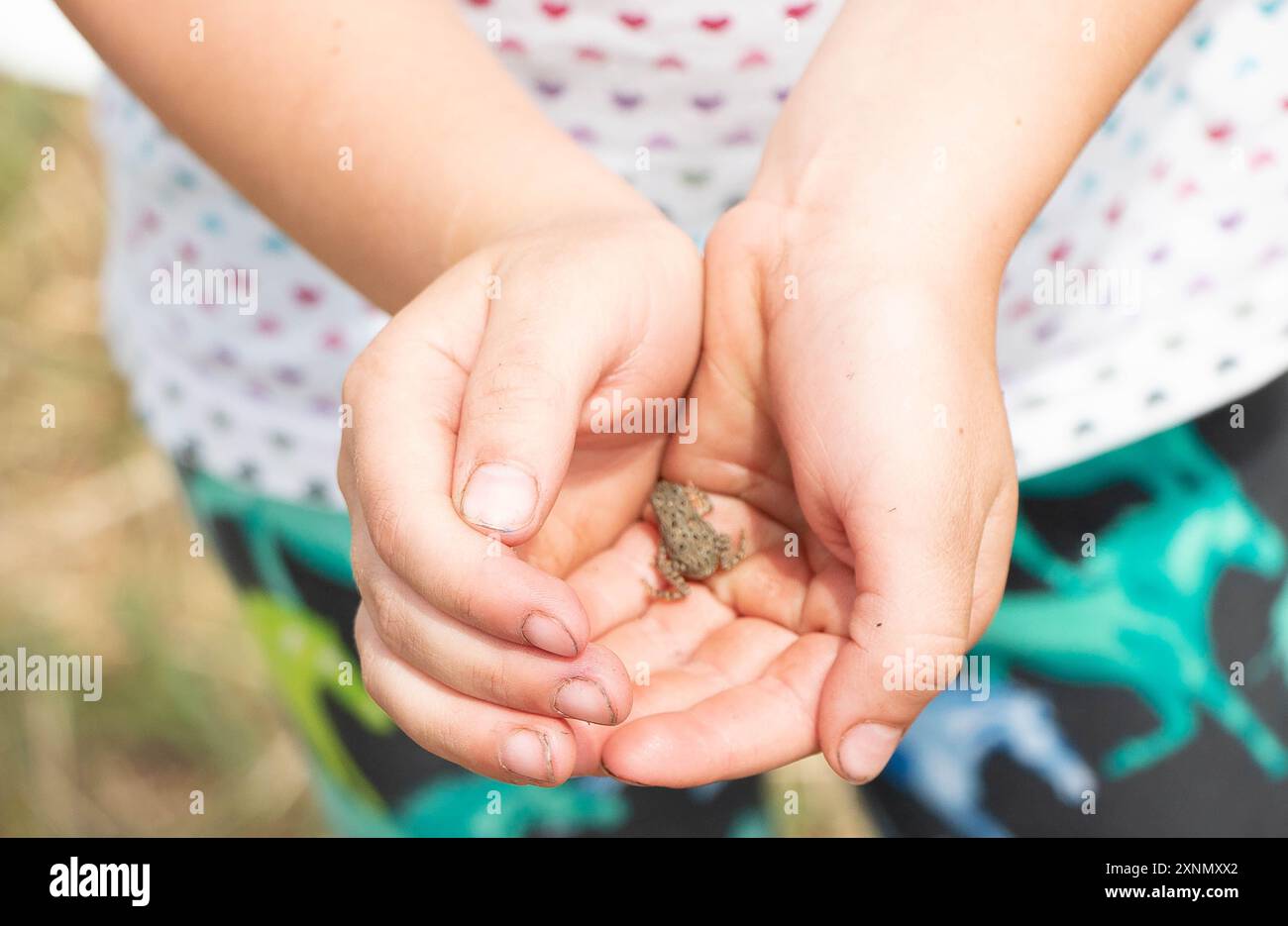 Ein junges Mädchen mit einer Kröte, die in einem Garten gefunden wurde. Stockfoto