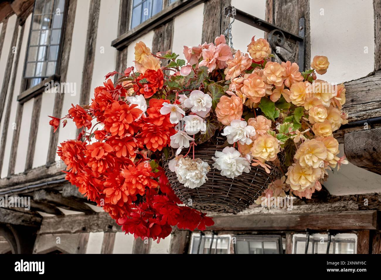 Hängender Blumenkorb mit bunten Begonia-Blumen. Stratford Upon Avon, Warwickshire, England, Großbritannien Stockfoto