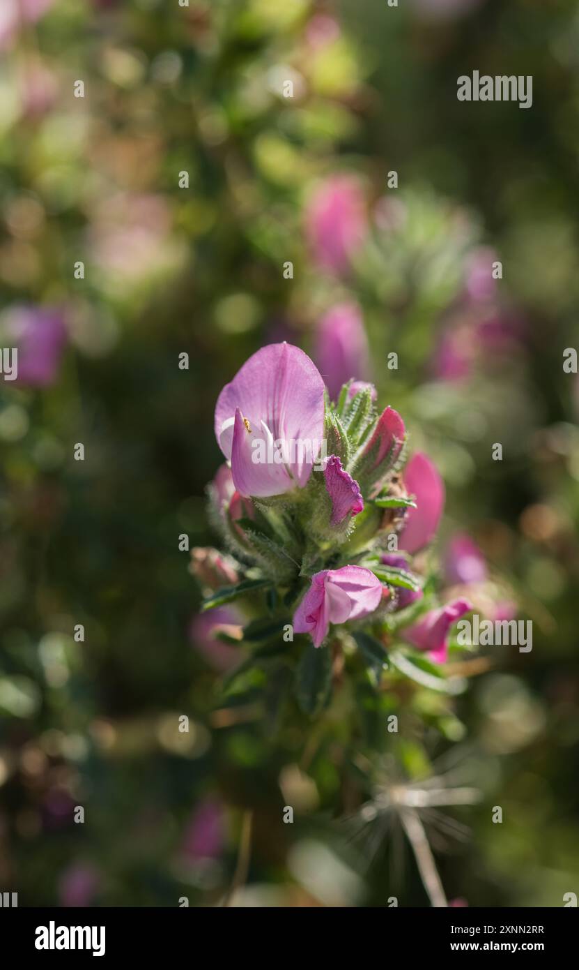 Blühender kriechender Restharrow (Ononis repens) - keine Stacheln sichtbar - in Herne Bay, Kent Stockfoto