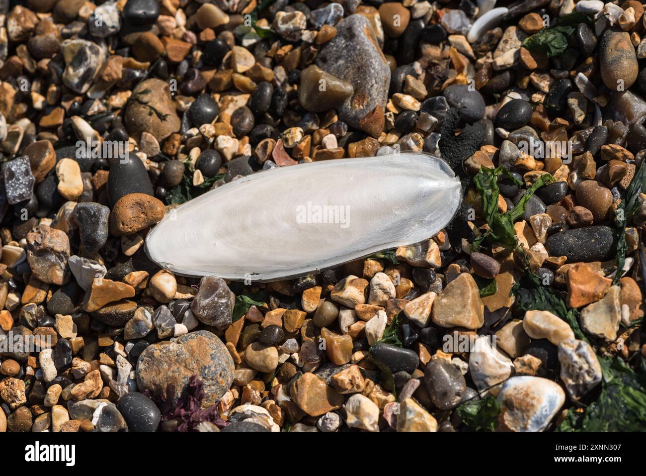 Ein Tintenfischknochen (Sepia sp.) Am Kiesstrand von Herne Bay, Kent Stockfoto