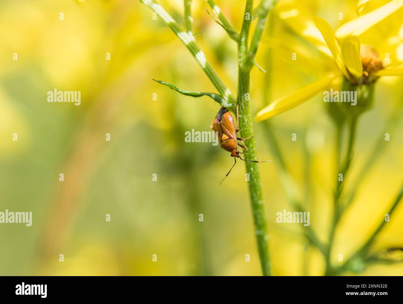 Rotfleckiger Pflanzenkäfer (Deraeocoris ruber) auf Ragwort bei Rye Meads, Herts Stockfoto