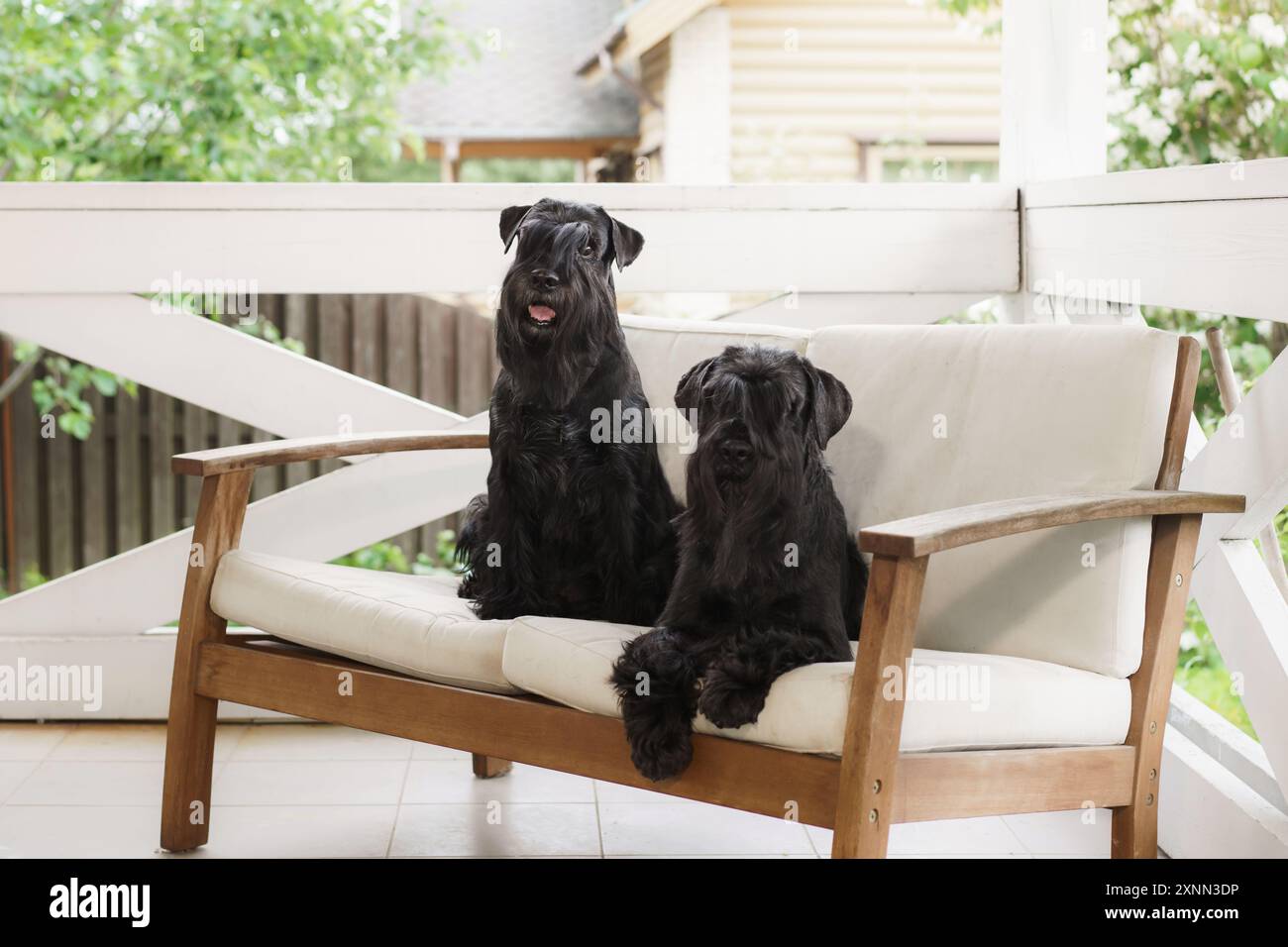 Zwei Scottish Terriers sitzen wachsam auf einer weißen Holzbank, deren glänzende schwarze Mäntel einen starken Kontrast zum hellen Hintergrund im Freien bilden. Stockfoto