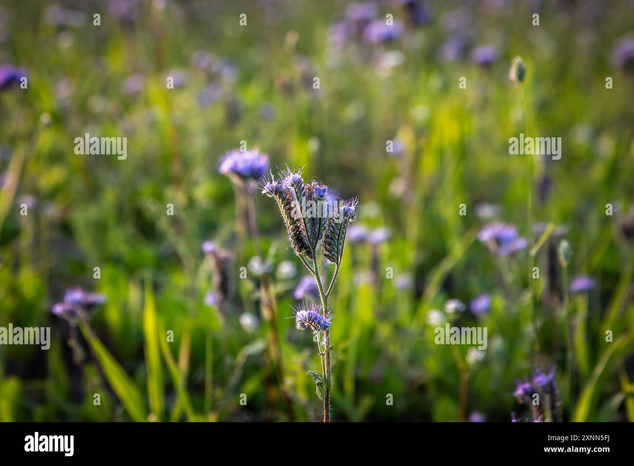 Eine Nahaufnahme einer phacelia-Blume auf einem Feld in Sussex, mit einer geringen Tiefe des Feldes Stockfoto