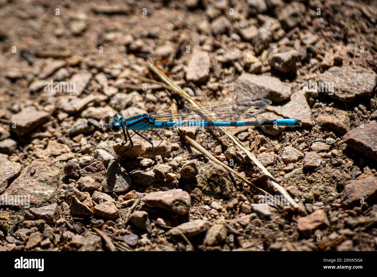 Blue Dragonfly am Birnie Loch Schottland Stockfoto