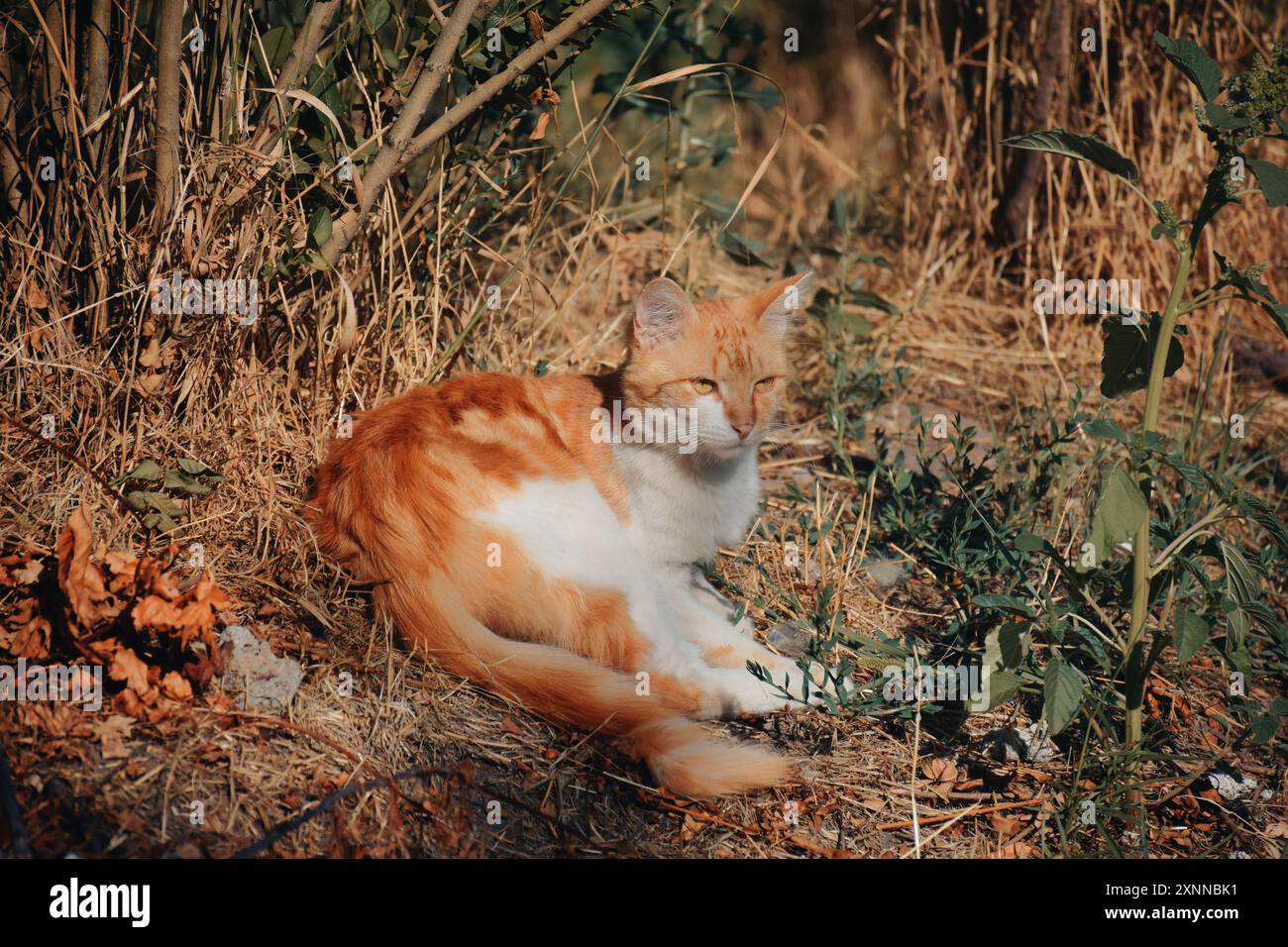 Eine Katze mit gelbem Gesicht sitzt auf weißem Hintergrund. Die Katze hat einen sehr süßen und freundlichen Ausdruck Stockfoto