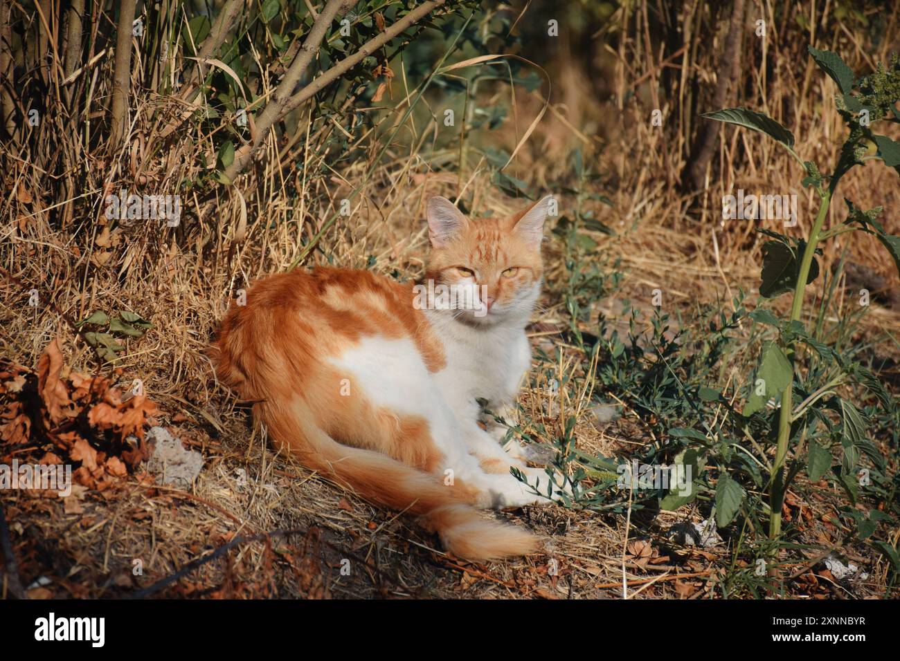 Eine Katze mit gelbem Gesicht sitzt auf weißem Hintergrund. Die Katze hat einen sehr süßen und freundlichen Ausdruck Stockfoto