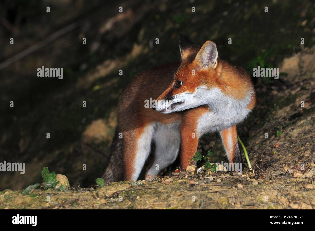 Fuchs, der nachts auf der Suche ist. Dorset, Großbritannien Stockfoto